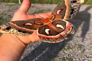 Ein-wunderschöner-Schmetterling.mp4 auf www.funpot.net