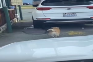 Hund steht in der Drive-in-Schlange