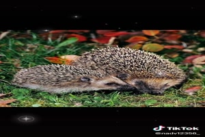 Hedgehogs---Igel.mp4 auf www.funpot.net
