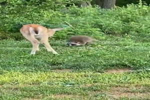 Tierische-Freunde.mp4 auf www.funpot.net