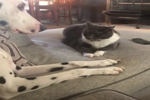Hund und Katze zoffen sich