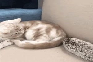 Katze und Igel