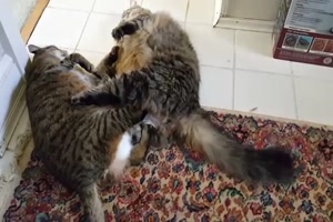 Katzen-Streit