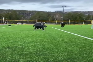 Hund als Volleyballpartner