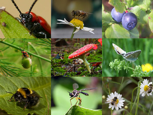 Blumen - Insekten