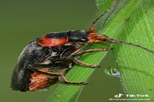 Insekten.mp4 auf www.funpot.net