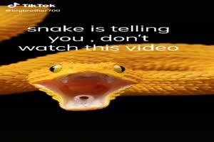 Schlangen und andere Reptilien