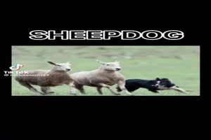 Sheepdog