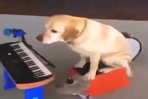 Hunde-Musik