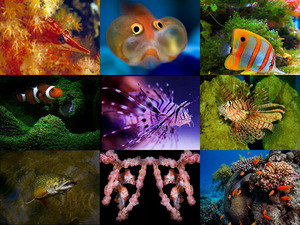 Tolle Unterwasserwelt
