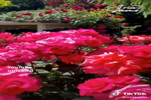 Magnifiques roses - Schne Rosen