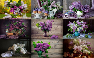 Still Life with Lilacs - Stillleben mit Flieder