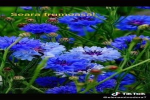 Blauwe bloemen - blaue Blumen