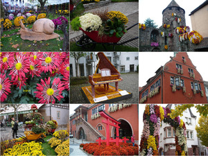 Chrysantemum Festival In Germany