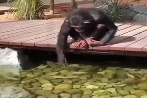 Affe füttert die Fische