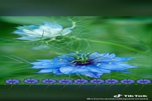 Have a wonderful day (Blue Flowers) - Blaue Blumen