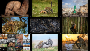 Africa Geographic Photographer Of The Year 2022 - ...