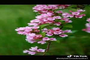 Beautiful song and flowers - Schönes Lied und Blumen