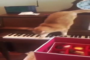 Kurzes Klavierspiel der Katze