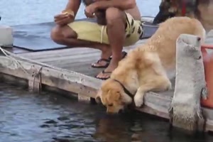 Hund ist Fischer