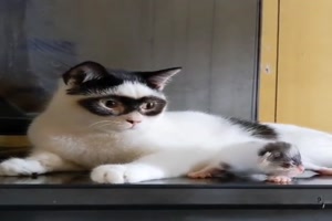 Brillen-Katzen
