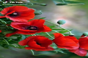 Poppies - Mohnblumen