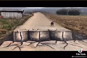 Sogar-der-Hund-ist-beeindruckt.mp4 auf www.funpot.net