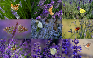 Lavender & Butterflies - Lavendel & Schmetterlinge