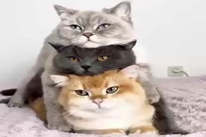 3 Katzen