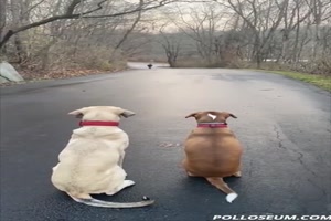 Hunde-warten-auf-Kinder.mp4 auf www.funpot.net