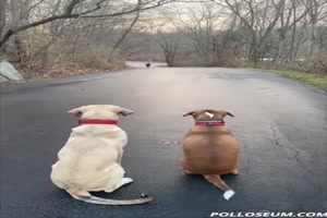 Hunde warten auf Kinder