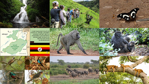 Bwindi-Nationalpark