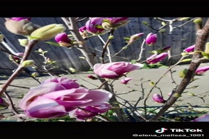 Magnolias - Magnolien