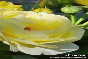 Good evening Yellow Roses - Gelbe Rosen