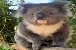 Koala macht lustige Gerusche