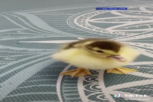 Baby duckling learns how to walk - Baby-Entlein lernt laufen