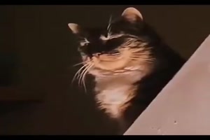 Lustige-Katzen.mp4 auf www.funpot.net