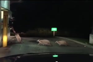 Tiere im Drive in
