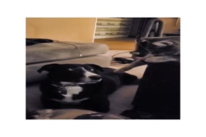 Hund-mit-warnendem-Blick-an-Katze.mp4 auf www.funpot.net