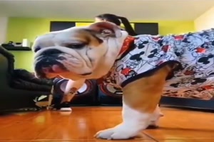 Hund versaut Tanzvideo