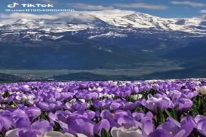 Spring Flowers-TikTok - Frühlingsblumen