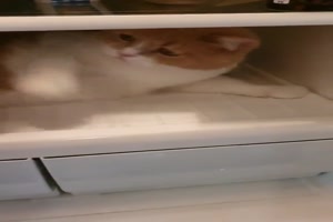 Katze-will-im-Kühlschrank-bleiben.mp4 auf www.funpot.net