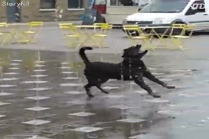 Hunde haben Spa mit dem Wasser