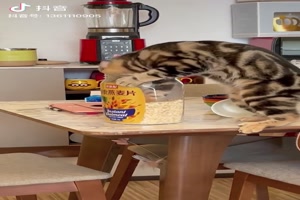 Katze holt sich Futter