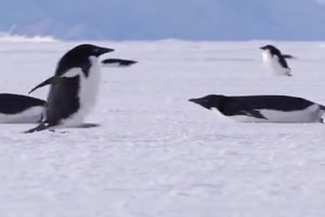 Lustige-Pinguine.mp4 auf www.funpot.net