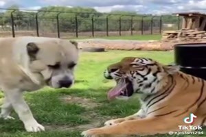 Tiger und Hund zusammen aufgewachsen ....