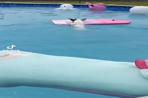 Hund spielt in Wasser