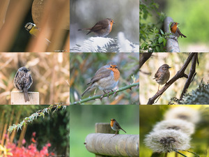 Thierry Rossier - Faune & Flore - Fauna und Flora