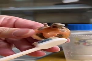 die kleine Schildkröte freut sich des Lebens