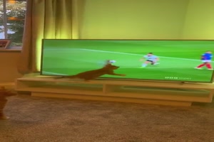 Die Fußballkatze